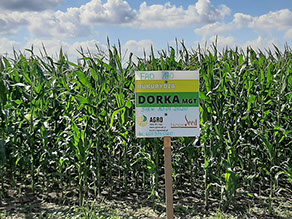 Dorka MGT — Jordanów Śląski, 7.09.2020