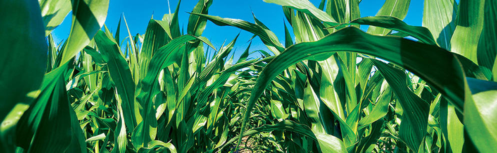 AgroSeed Sp. z o.o.AGROSEED Sp. z o.o. AgroSeed Sp. z o.o."